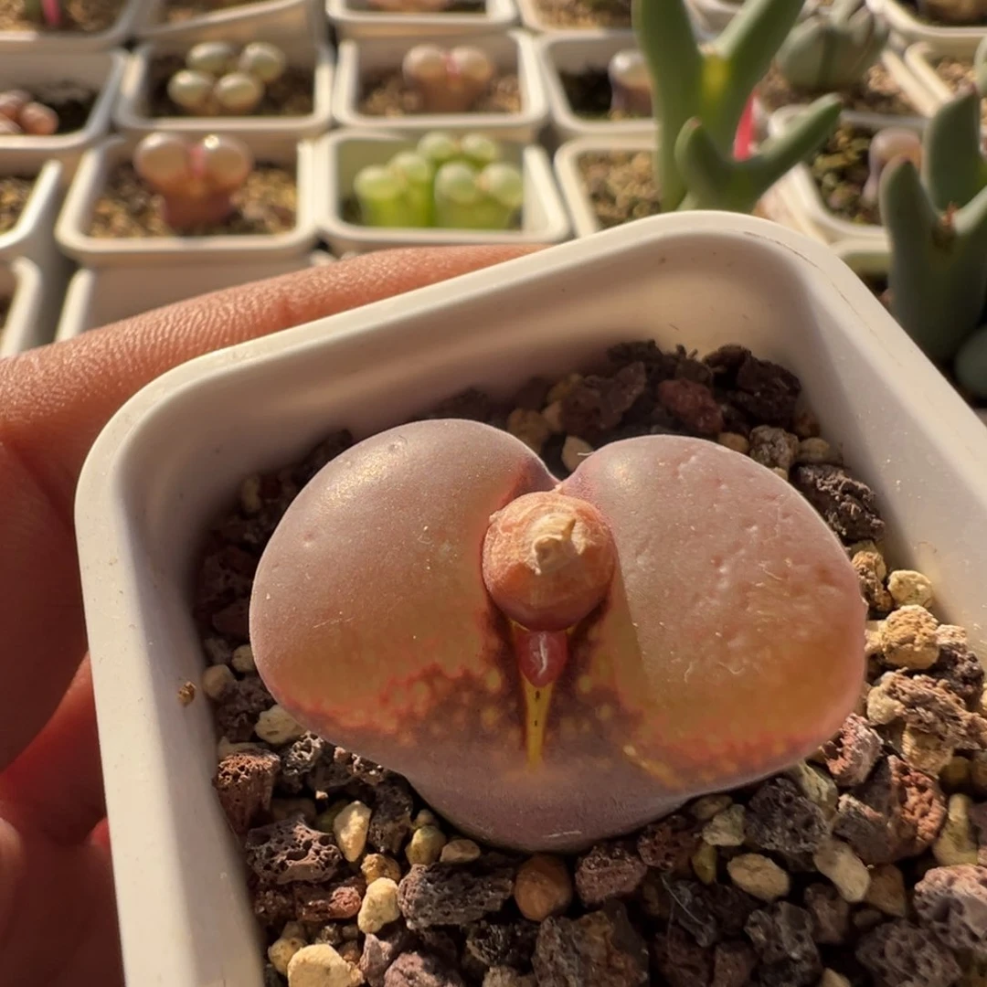 无花朵实生风铃玉16