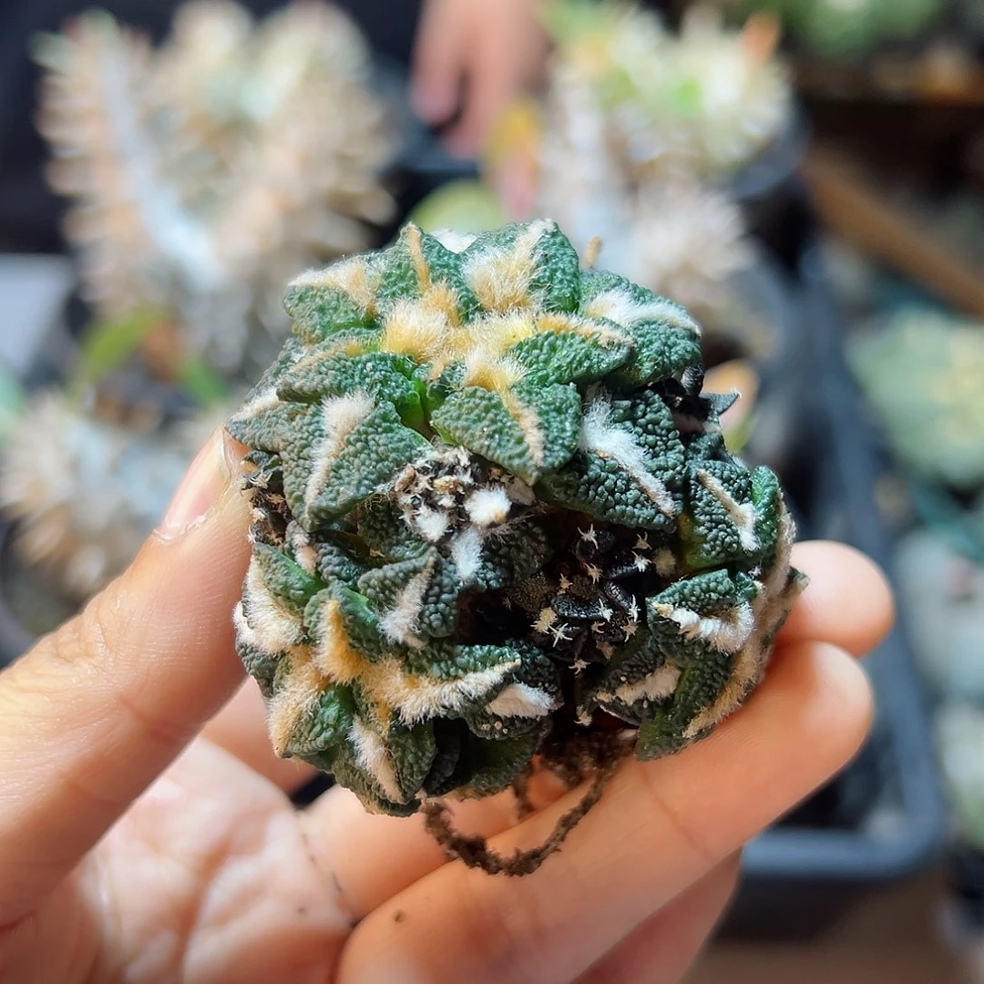 11号自根大尤黑牡丹5.8公分