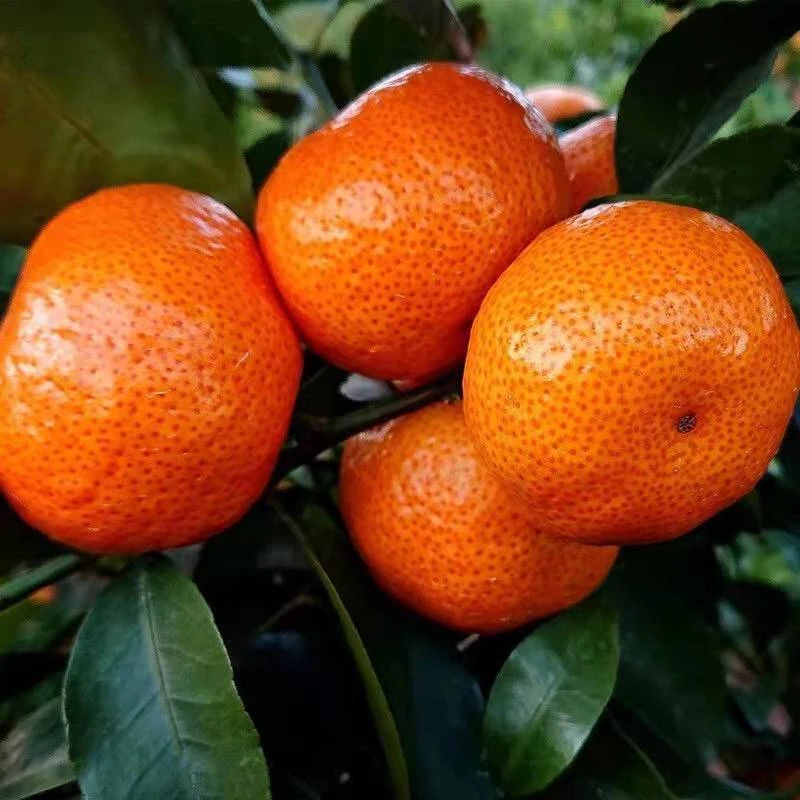 【带箱5斤】砂糖橘果肉细腻入口即化香甜爽口现摘现美味多汁