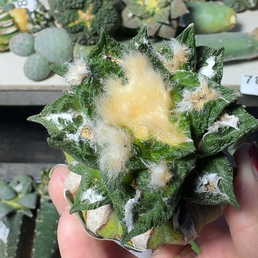 全部花朵博士牡丹977