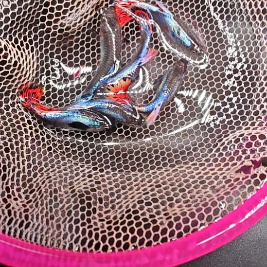 海水大耳朵马赛克  3只包邮  尺寸2.5/3