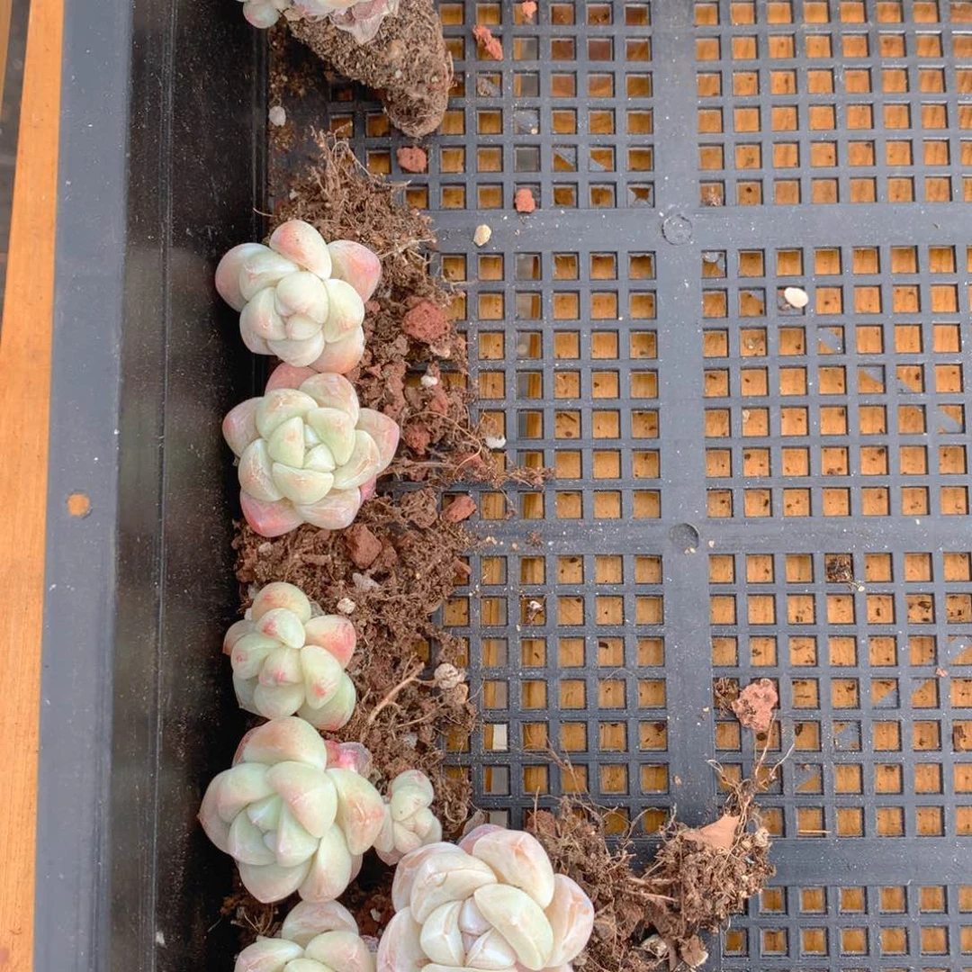 精品冰玉一物一拍