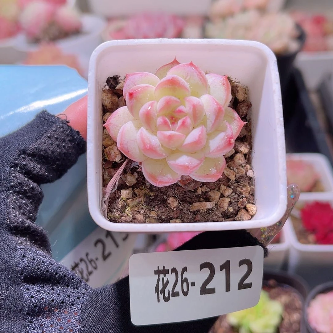 花利美26-212白桃汽水