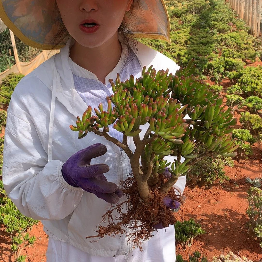 吸财树9.9 多肉植物