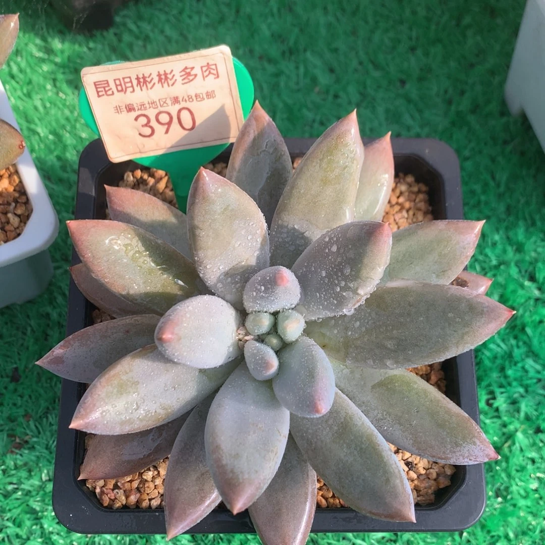 哥特萝莉单头胖体390