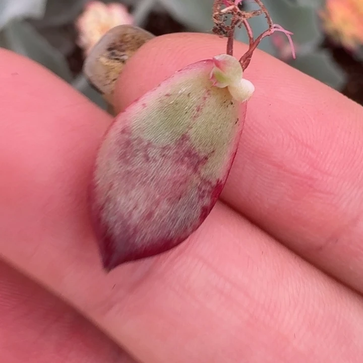 愚***鲁罗密欧缀化一物一拍