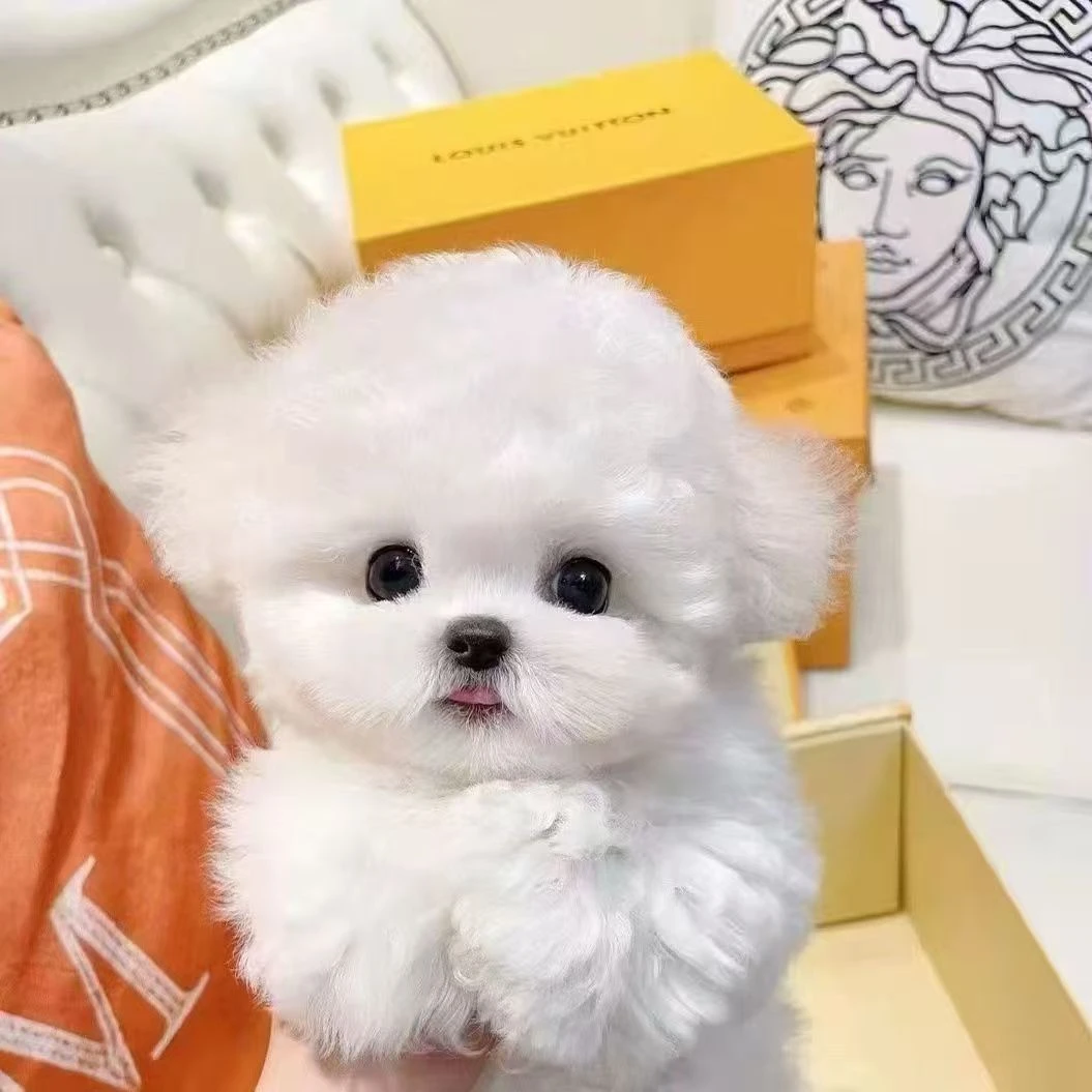 比熊宠物狗狗  蔬菜柚子水果                                        DD5福建省