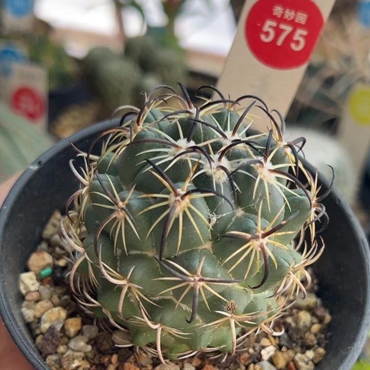 实生顶花钢钉5.1cm有雀斑