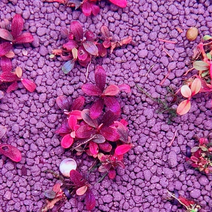 无花朵福利辣椒榕葫芦娃