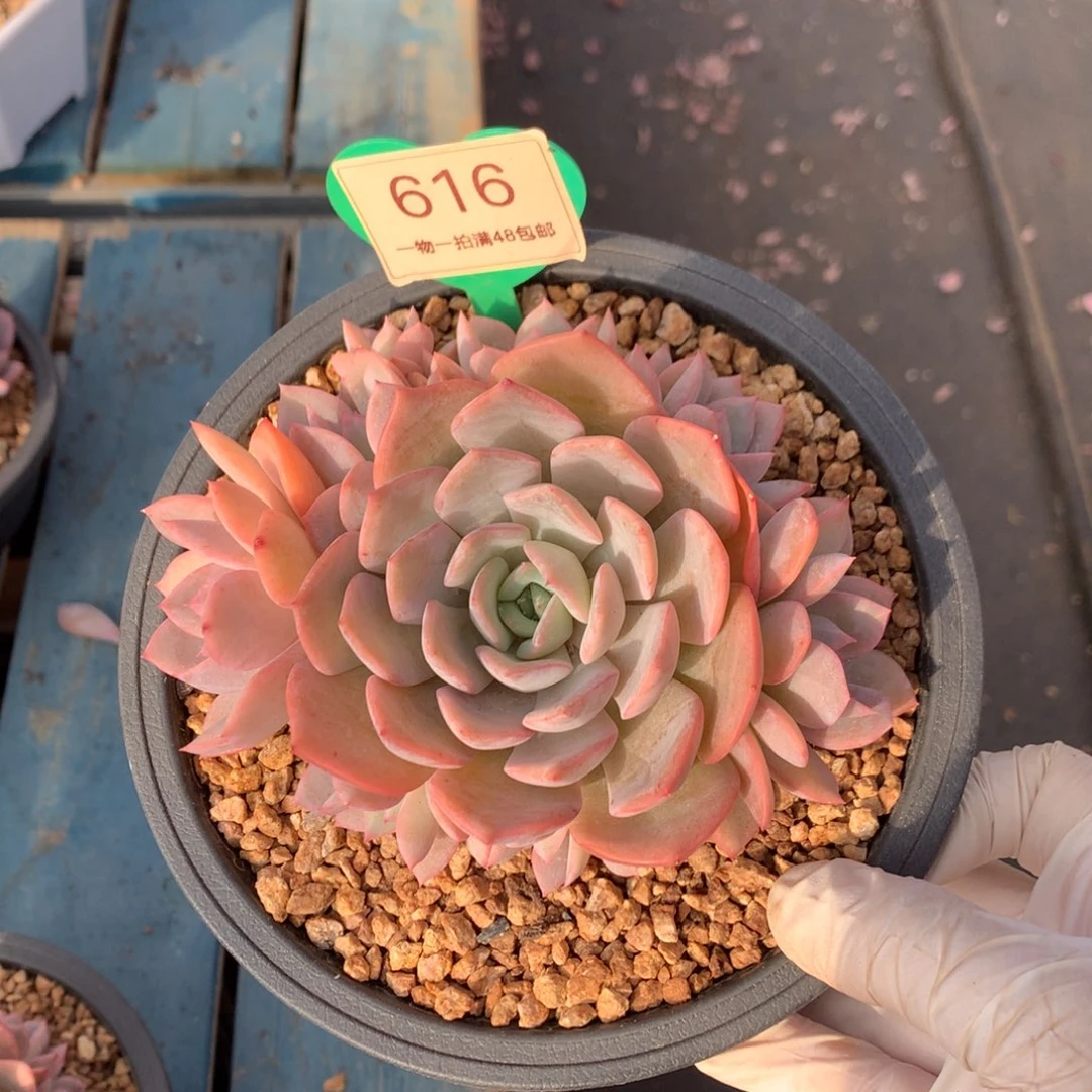 提拉米苏无砍捧花616