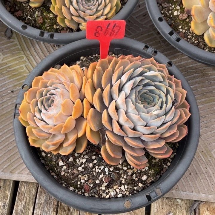 菲欧娜多肉植物8667