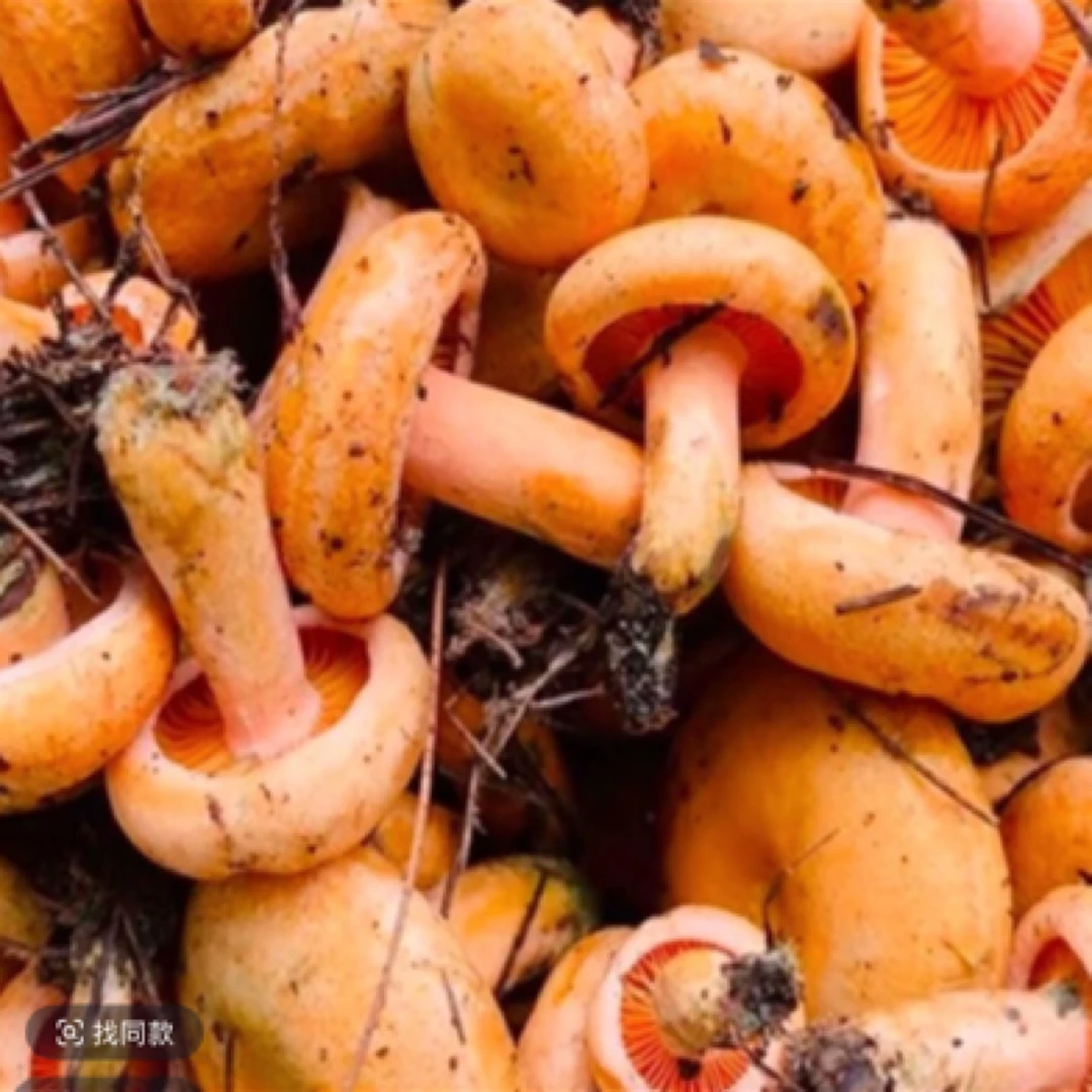 【顺丰包邮】新鲜枞菌谷熟菌寒菌顺丰包邮多种名称菌菇