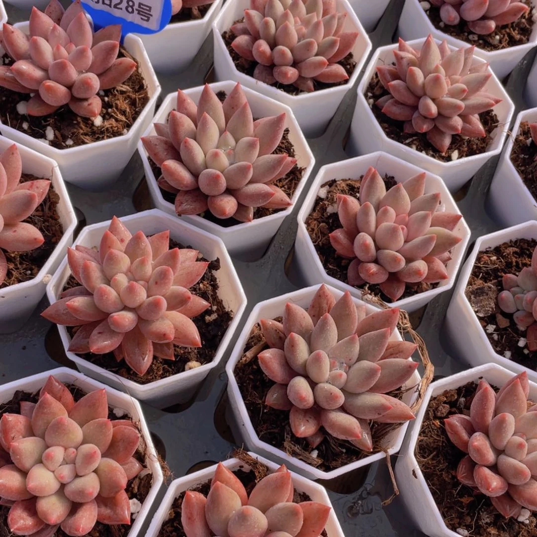 量拍28号 水晶球单头2个