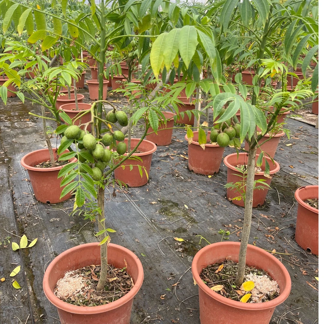 四季甜橄榄树多季开花结阳台庭院盆栽地栽大果香水柠檬树脆甜