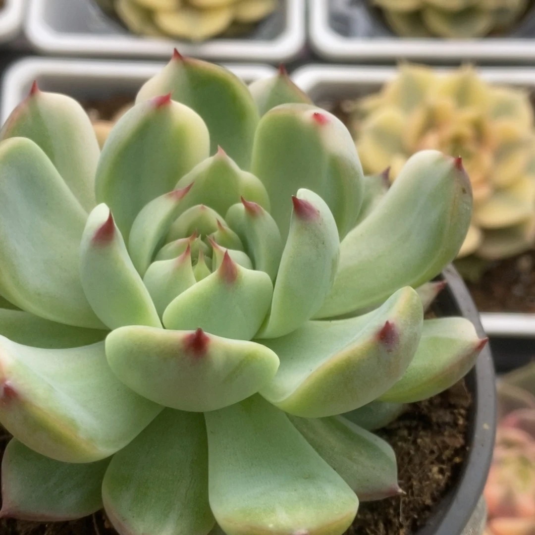011锦锦锦锦锦锦锦锦