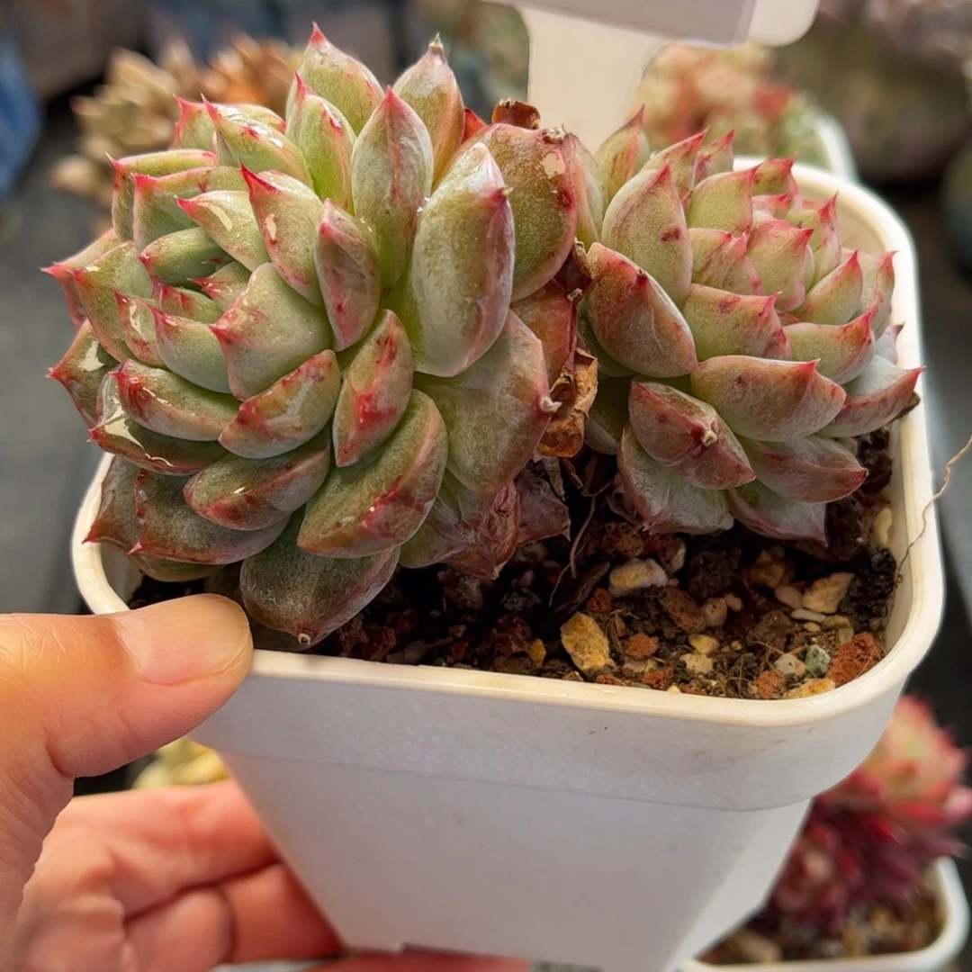 2815 满30包邮，天冷地区必拍保温箱