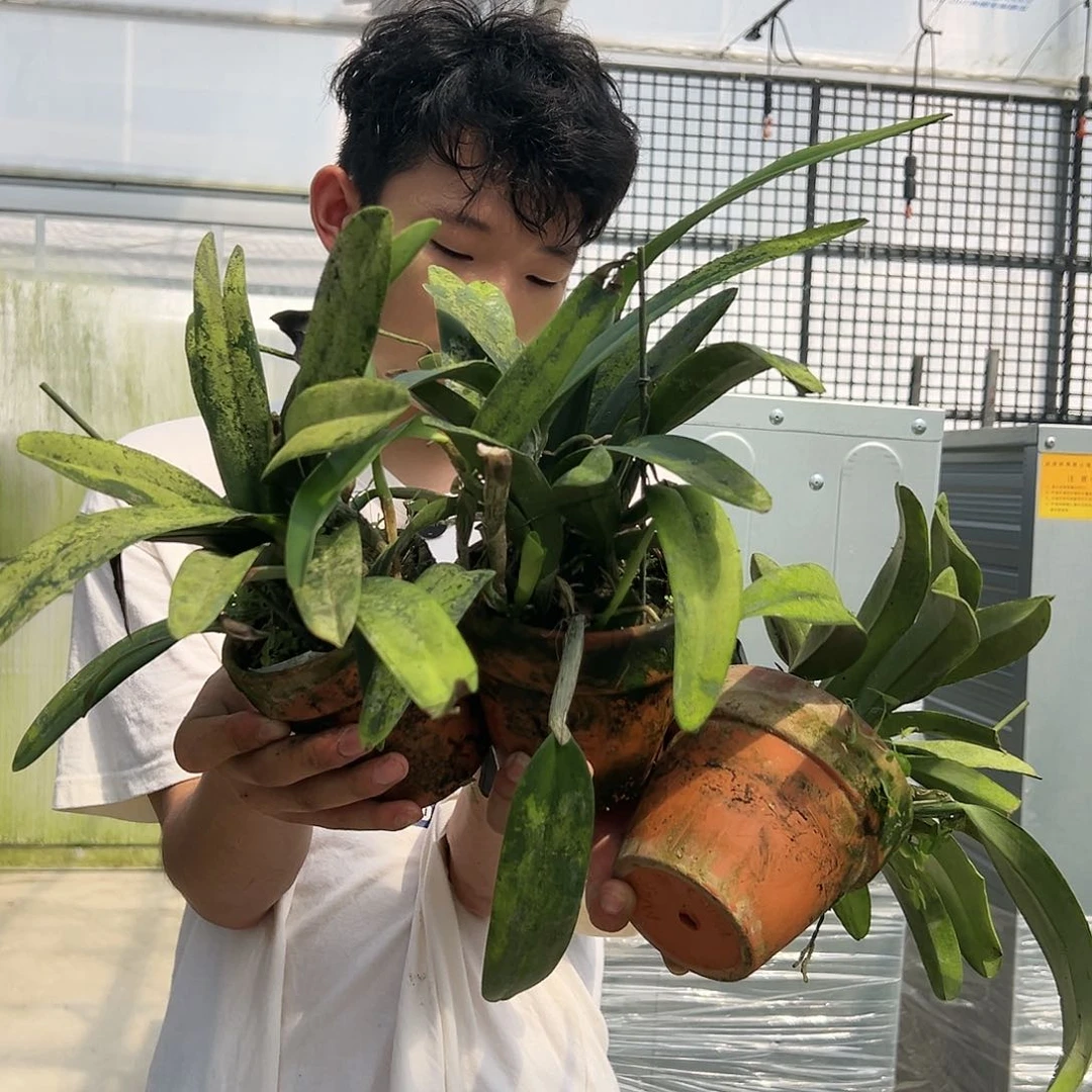 当前无花朵，栽培后可花朵蓝马