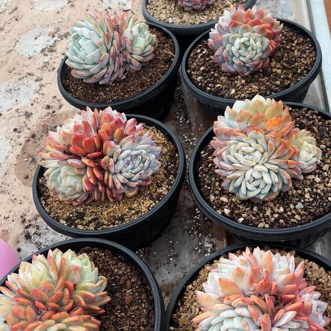 布*不羞妹妹的7个城梦露