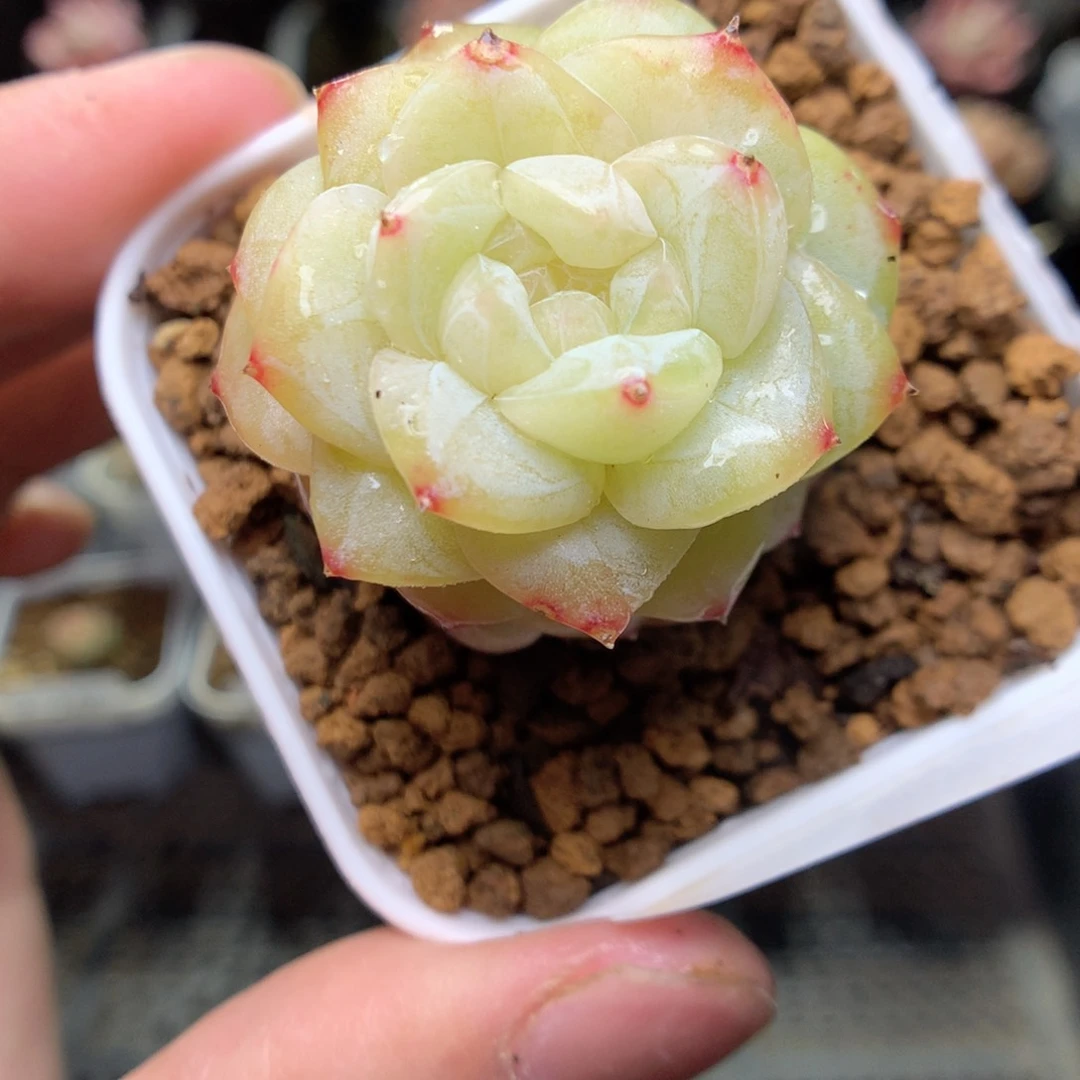 T145y y y y y y y y y y