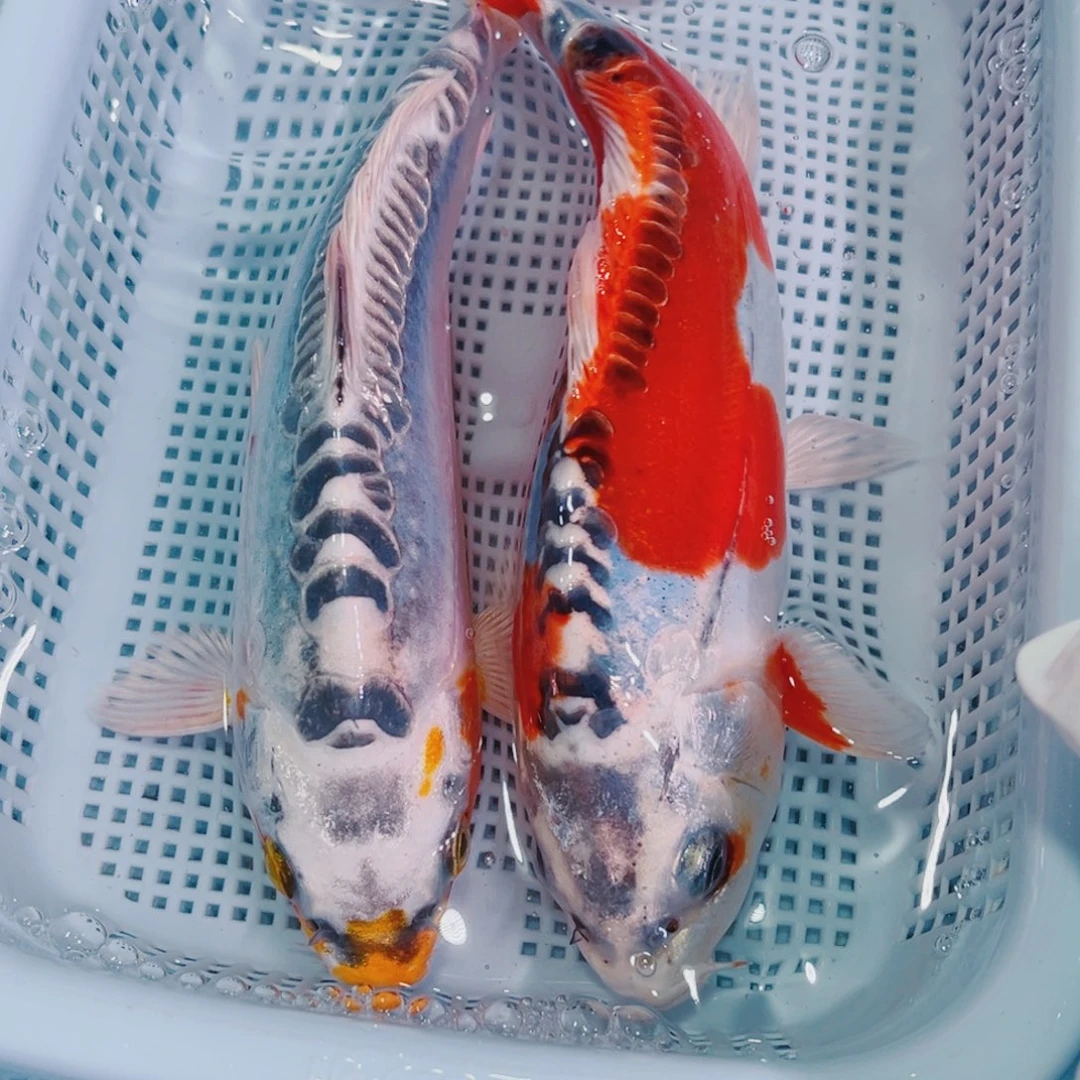 锦鲤锦鲤冷水鱼观赏103