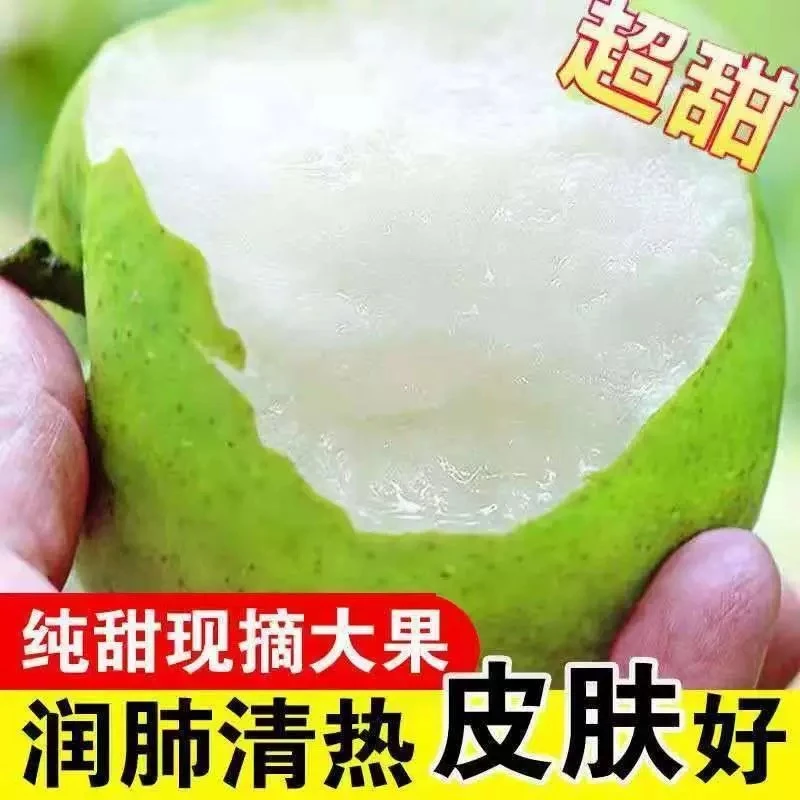 正宗砀山青皮蜜梨新鲜采摘皮薄肉嫩果肉细腻爆汁香甜个大砀山梨