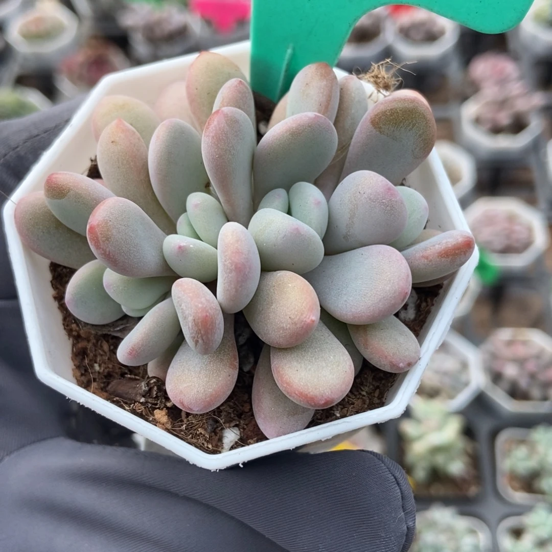 1593粉兔多肉植物多肉