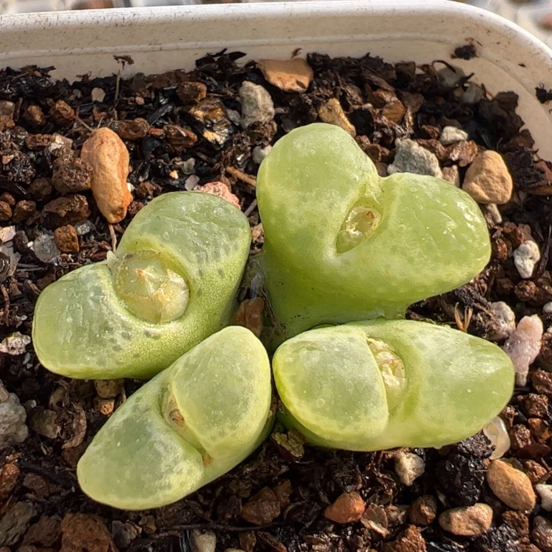 深***觉143多肉植物组合