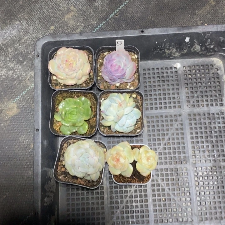 是***宣5号一筐6颗多肉