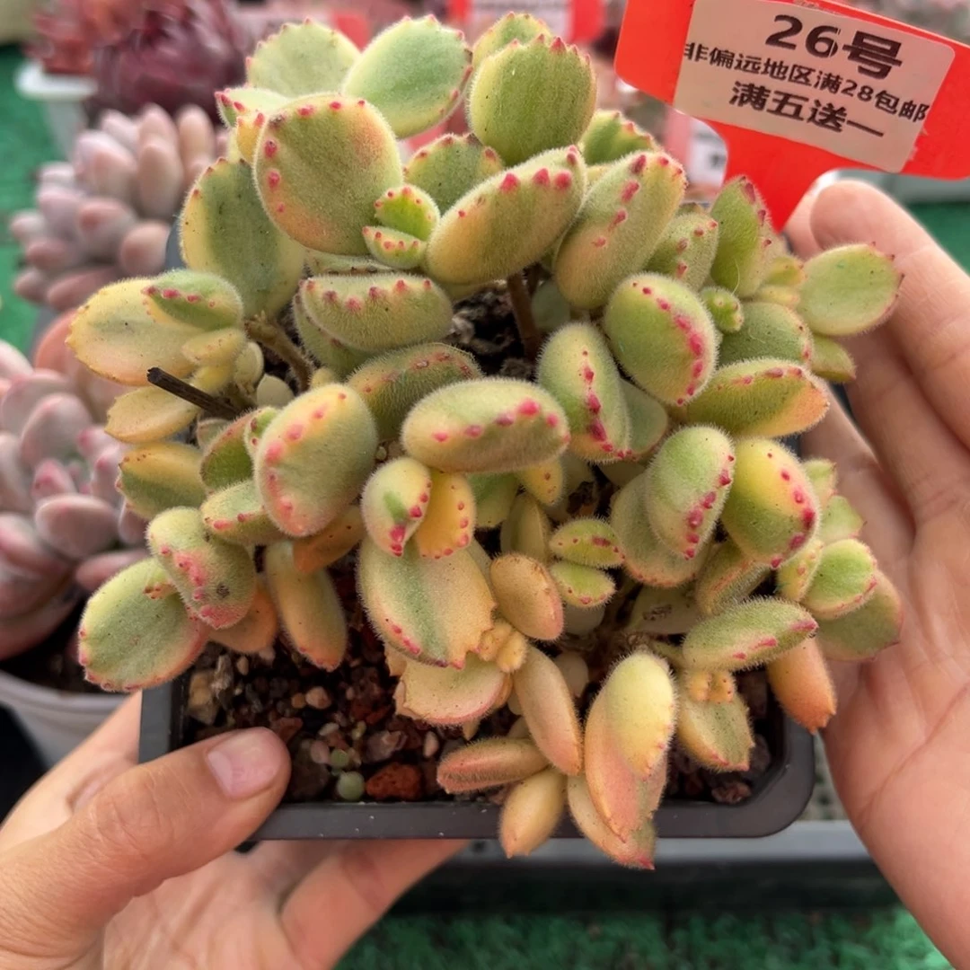 表妹精品多肉植物26.