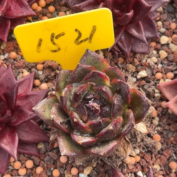 你1521多肉455888888888