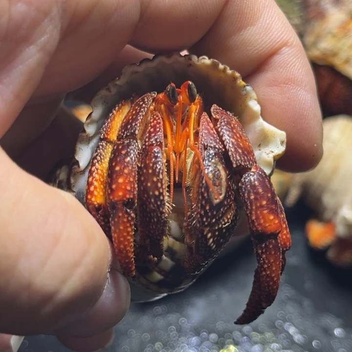 黑莓2.5钳子有疤，需要拍加热包