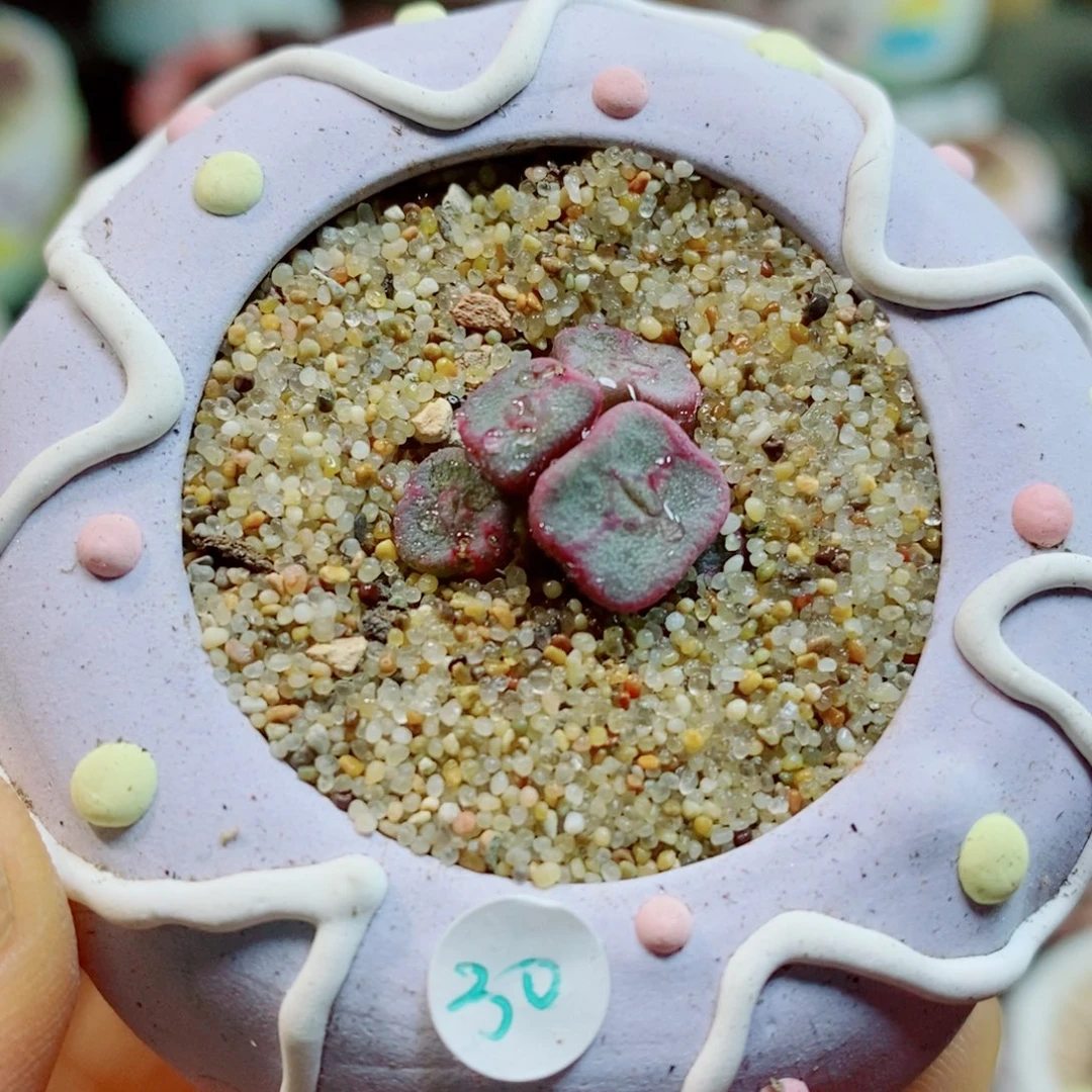 生石花花花花花花花512