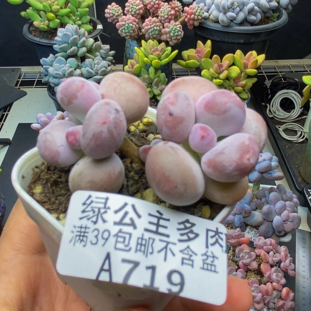 719糖豆奶多肉4c m