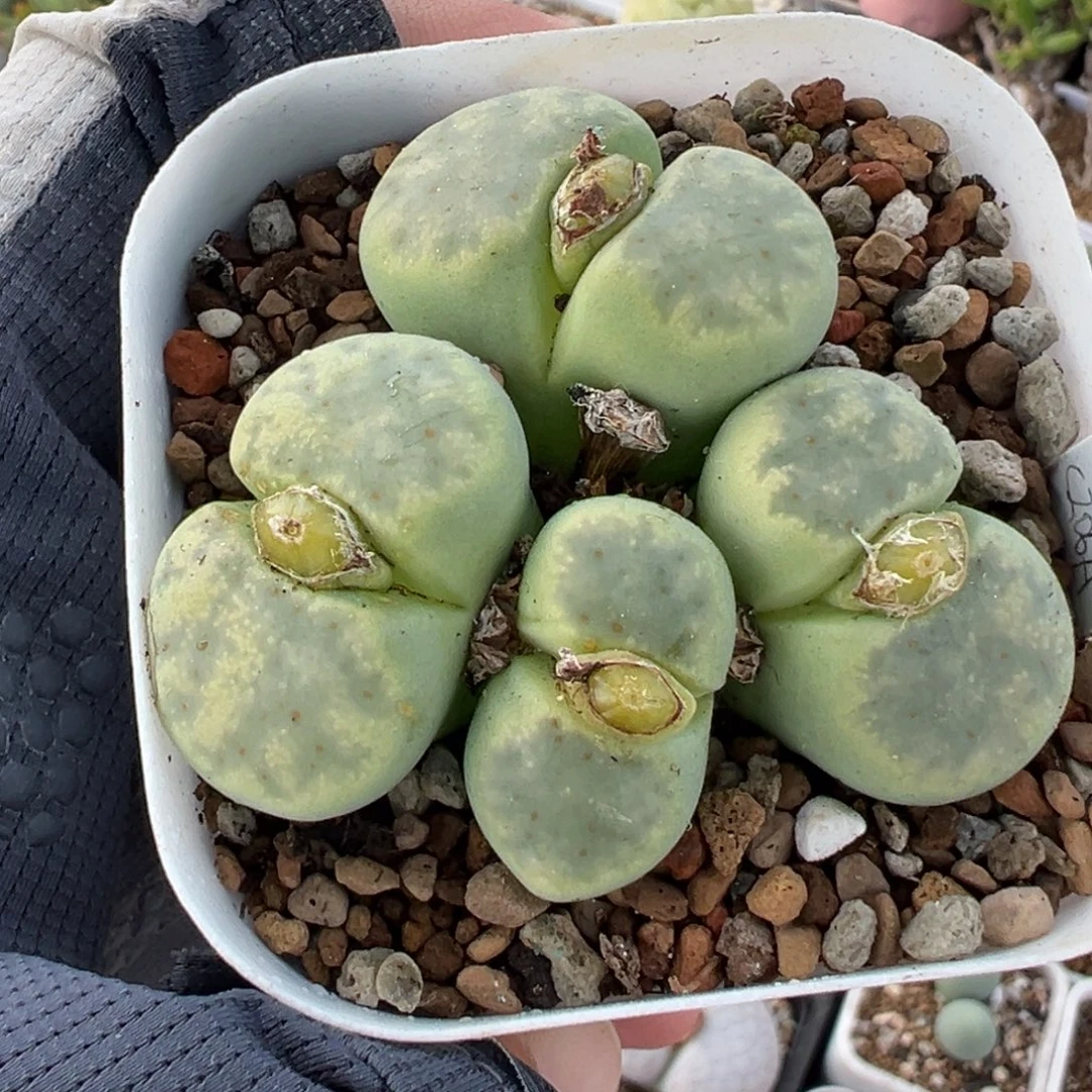 796多肉植物种类多样