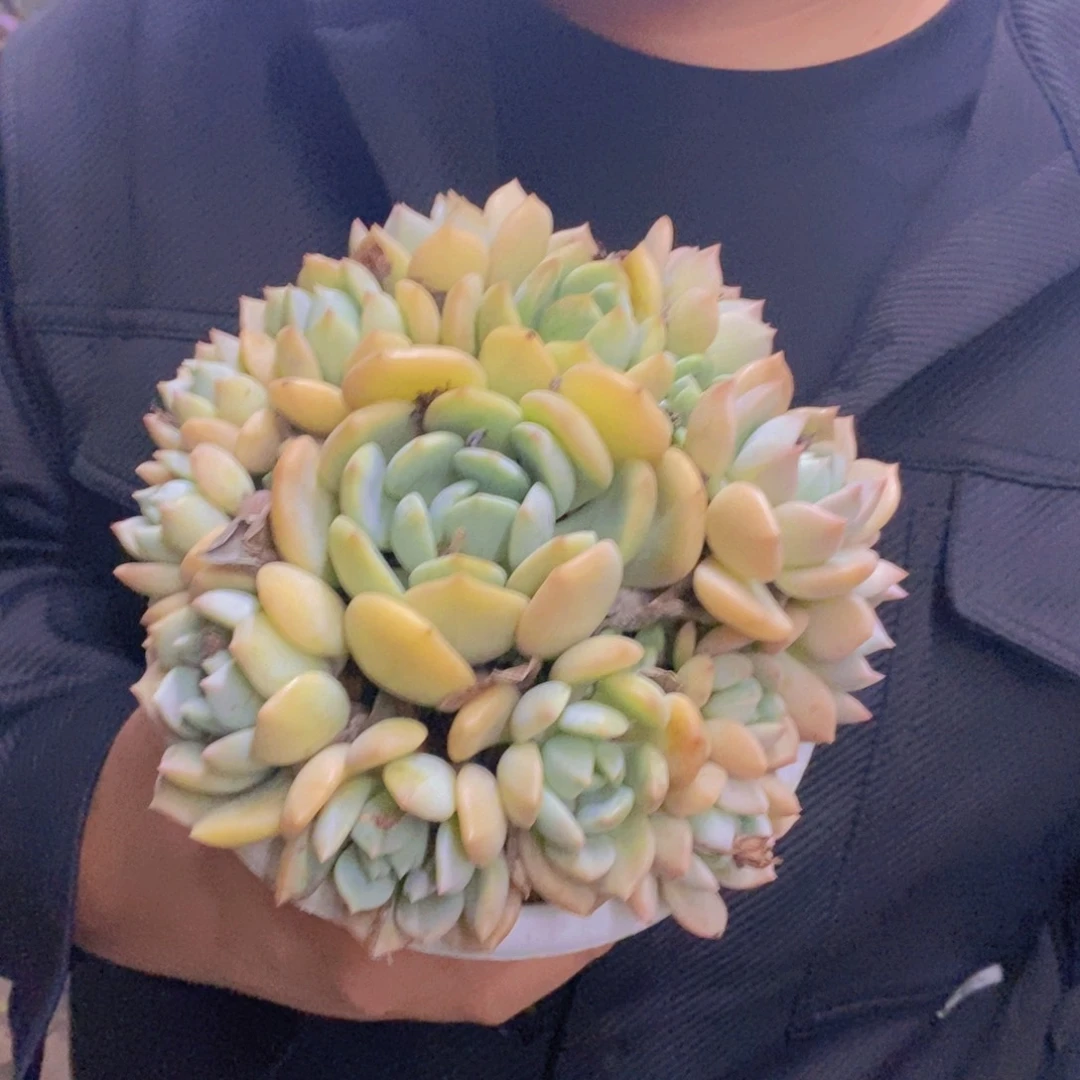 蜜桃格林整桩手捧