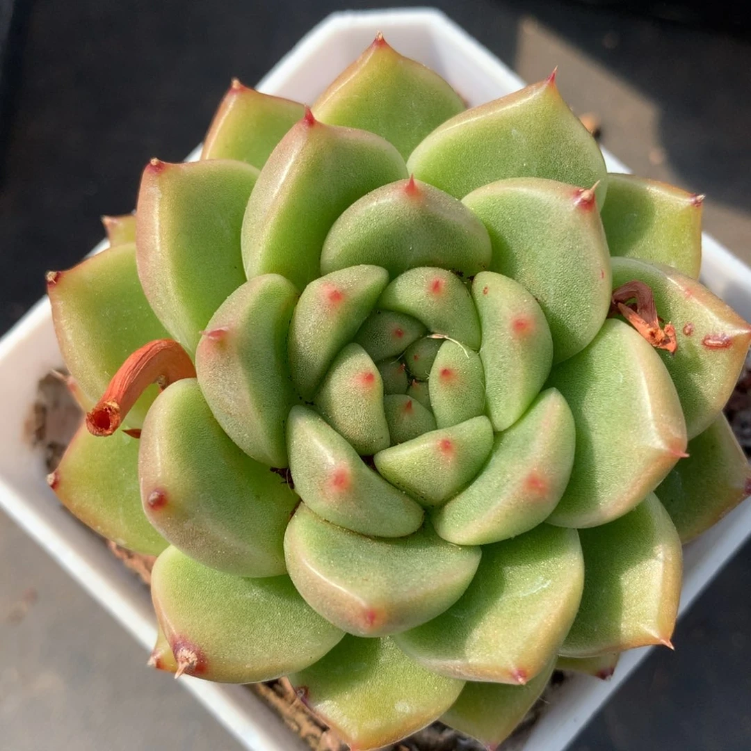 0614-423 麦杆优选