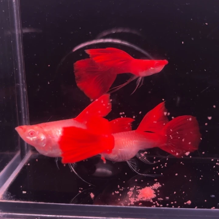 孔雀鱼血红大C2对