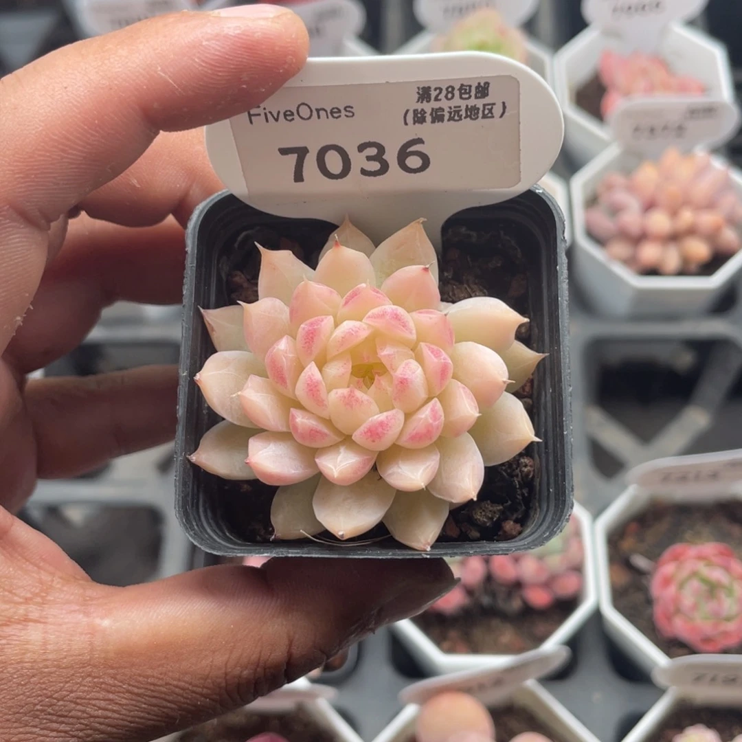 7036女王 5.0厘米