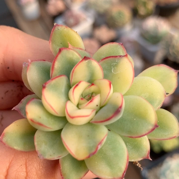 慈溪锦多肉植物的