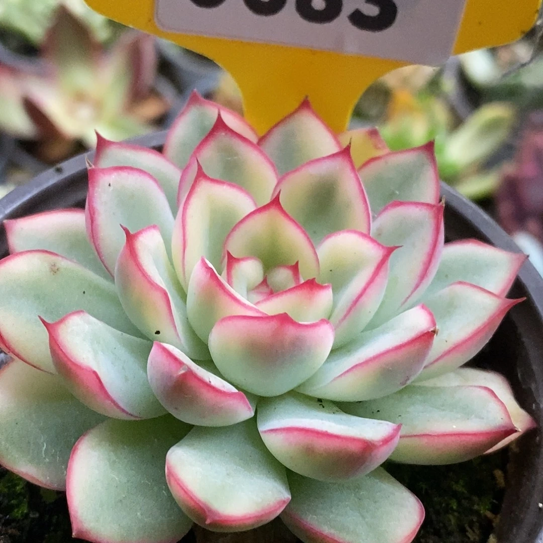 683荷花哈哈哈哈哈哈