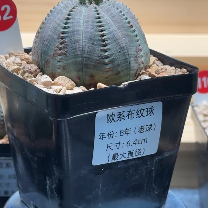 62号（欧系布纹八年老球）实生带盆（尺寸直径）-（ 6.4 ）厘米