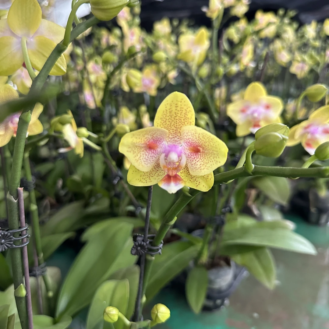 【海绵宝宝2.8寸】蝴蝶兰高档鲜花盆栽
