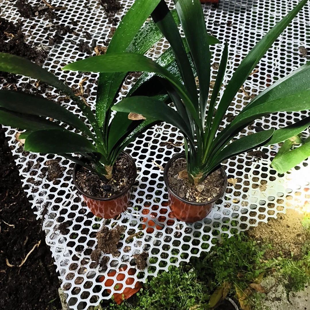 杰***邦当前无花栽培后可以开花盲盒大苗残叶特惠两棵