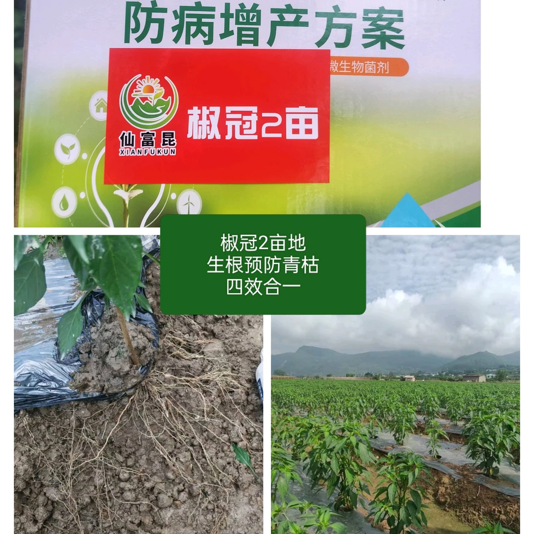 椒冠（2亩）爆根提苗预防