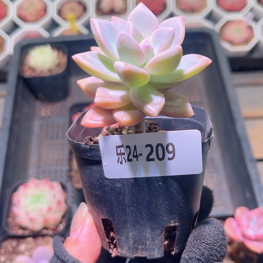 乐然24-209 淡雪单头