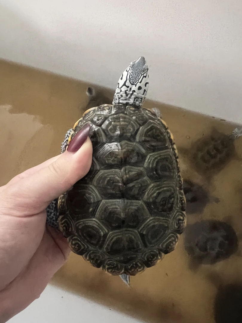 大花钻纹龟深水龟宠物龟错甲钻纹龟