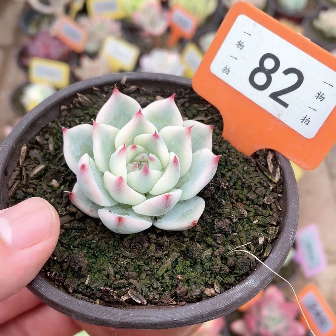 【闪购商品】A***s82号的