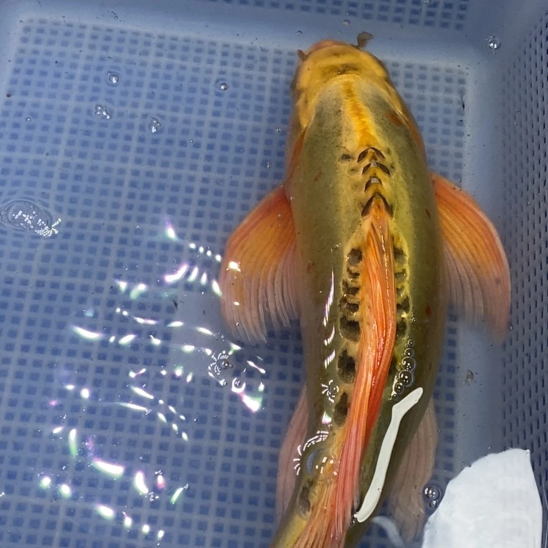 锦鲤冷水锦鲤包邮