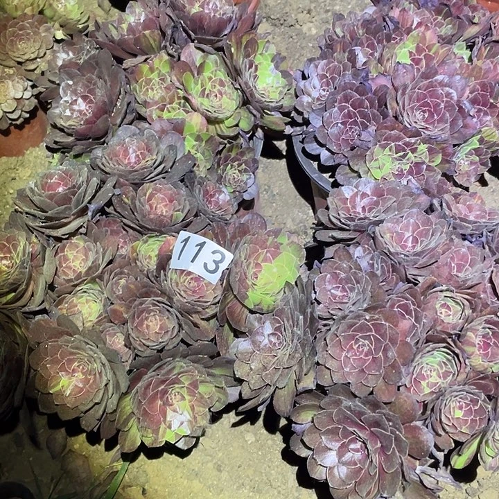 柠****好多肉植物法师113花月夜4颗