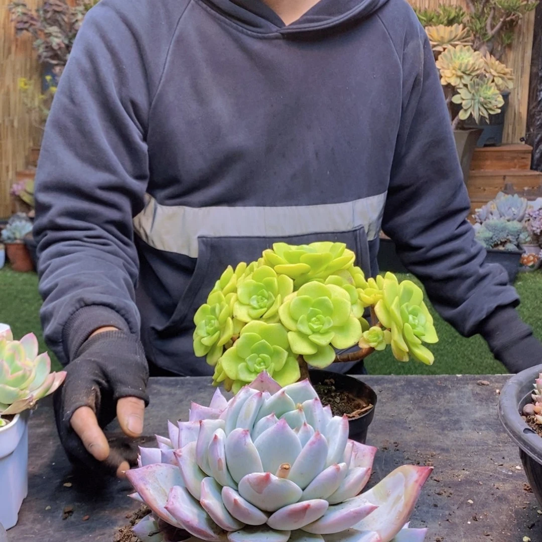 晨*弟C57号百合丽丽手捧